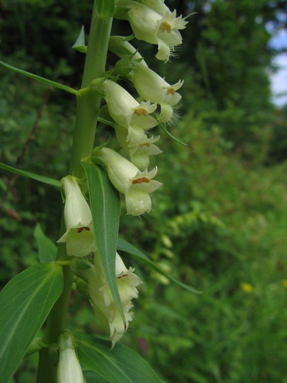 Digitalis lutea